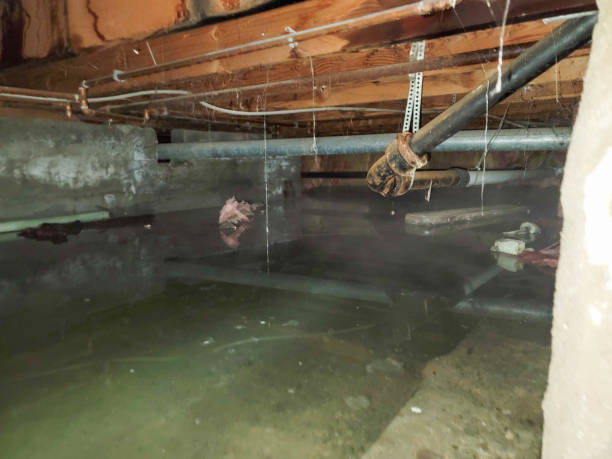 Best Water damage contractors near me  in Herculaneum, MO