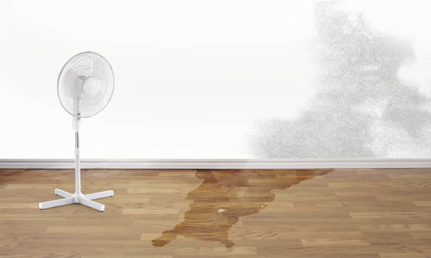 Best Ceiling water damage repair  in Herculaneum, MO